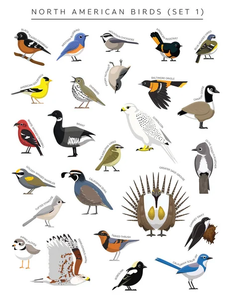 Noord Amerikaanse Vogels Set Cartoon Vector Karakter — Stockvector