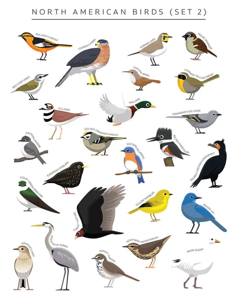 North American Birds Set Cartoon Vector Character — Vettoriale Stock