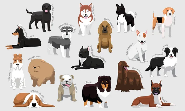 Medium Dog Breeds Names Set Various Kind Identify Cartoon Vector — 스톡 벡터