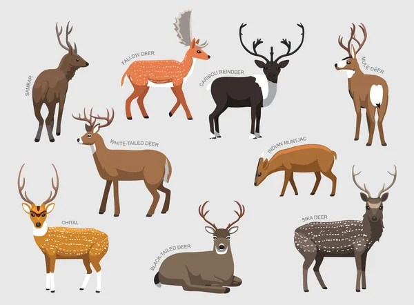 Various Deer Breeds Names Set Various Kind Identify Cartoon Vector — Vector de stock