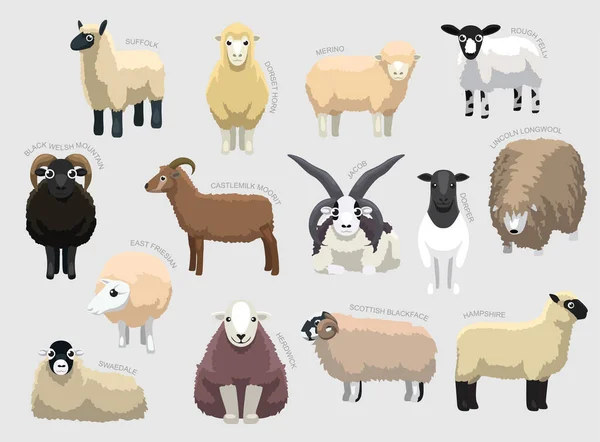 Various Sheep Breeds Names Set Various Kind Identify Cartoon Vector — Stock Vector