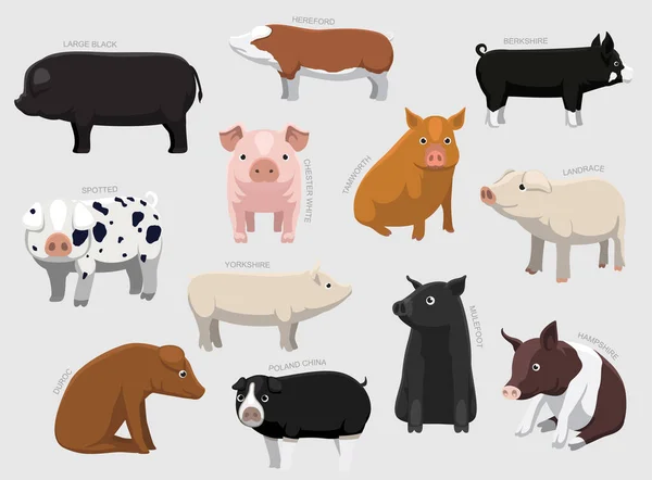 Various Pig Breeds Names Set Various Kind Identify Cartoon Vector — 스톡 벡터