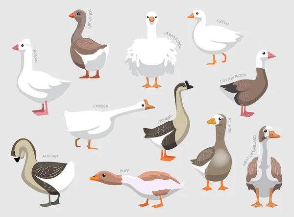 Various Domestic Goose Breeds Names Set Various Kind Identify Cartoon —  Vetores de Stock
