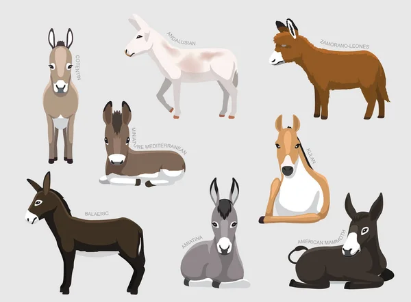 Various Donkey Breeds Names Set Various Kind Identify Cartoon Vector — Stockvector