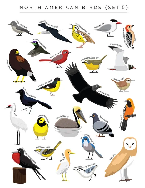 North American Birds Set Cartoon Vector Character — Stockvector