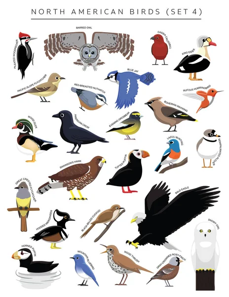 Североамериканские Птицы Создали Мультфильм Векторный Персонаж — стоковый вектор