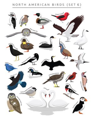 North American Birds Set Cartoon Vector Character 6