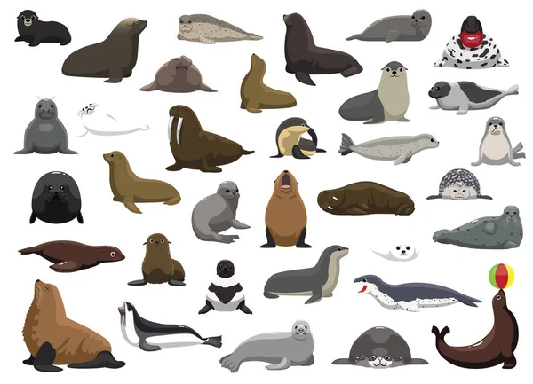 Animal Seal Sea Lion Walrus Characters Cartoon Vector — Stok Vektör
