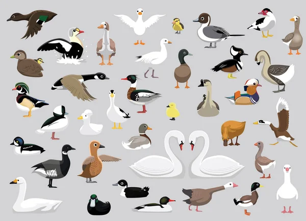 Animal Duck Swan Goose Characters Tecknad Vektor — Stock vektor