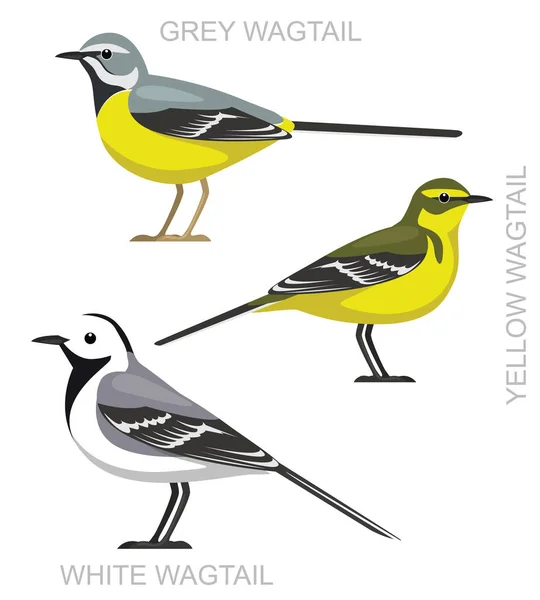 Söt Bird Wagtail Set Tecknad Vektor — Stock vektor