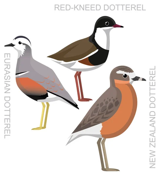 Lindo Pájaro Dotterel Set Vector Dibujos Animados — Archivo Imágenes Vectoriales