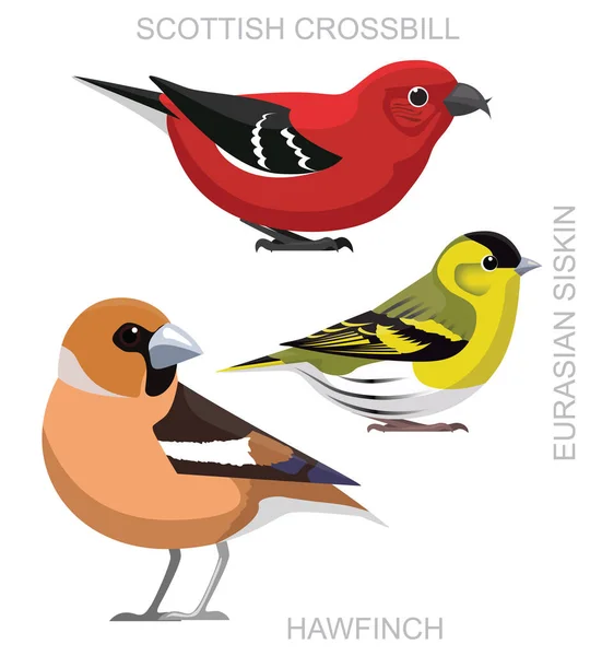 Schattige Vogel Hawfinch Schotse Kruisbek Euraziatische Siskin Set Cartoon Vector — Stockvector