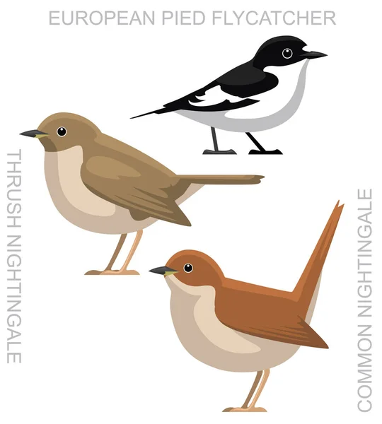 Cute Bird Common Nightingale Pied Flycatcher Zestaw Wektor Kreskówek — Wektor stockowy