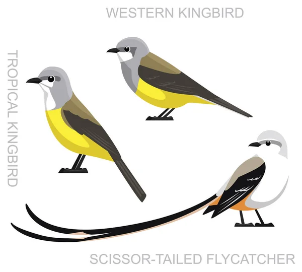 Sød Fugl Kingbird Flycatcher Sæt Tegneserie Vektor – Stock-vektor