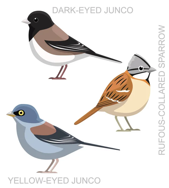 Lindo Pájaro Gorrión Junco Conjunto Dibujos Animados Vector — Vector de stock