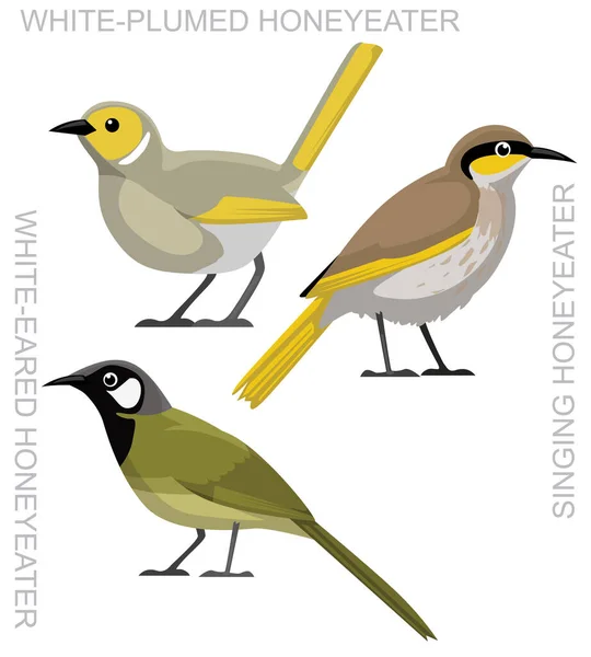Roztomilý Pták Honeyater Set Karikatura Vektor — Stockový vektor