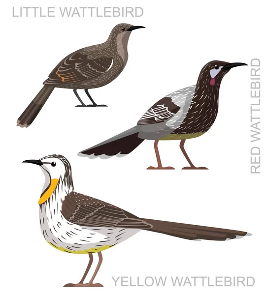 นกน Wattlebird ดการ นเวกเตอร — ภาพเวกเตอร์สต็อก