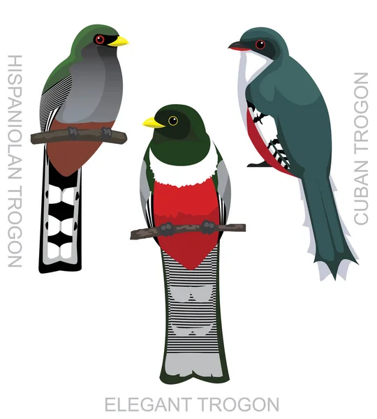 Lindo Pájaro Elegante Trogón Conjunto Dibujos Animados Vector — Vector de stock