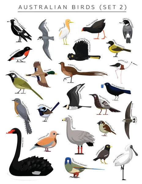 Australijskie Ptaki Zestaw Znaków Wektor Kreskówki — Wektor stockowy