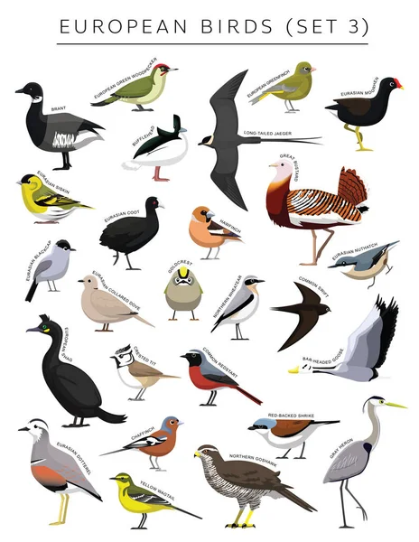 European Birds Set Cartoon Vector Character — стоковий вектор