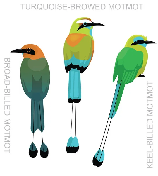 Lindo Pájaro Con Cejas Turquesa Motmot Set Vector Dibujos Animados — Vector de stock