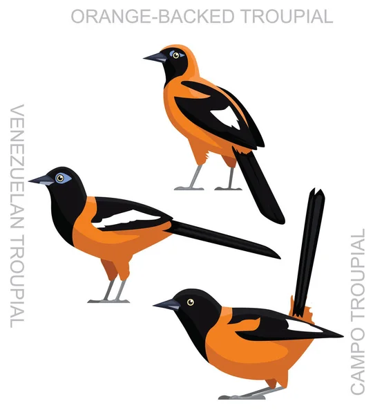 Cute Bird Latina Oriole Troupial Set Cartoon Vector —  Vetores de Stock