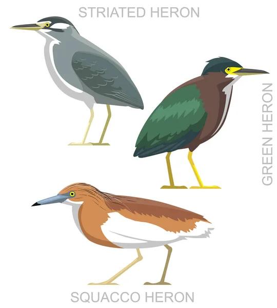 Lindo Pájaro Verde Estriado Garza Squacco Conjunto Dibujos Animados Vector — Vector de stock