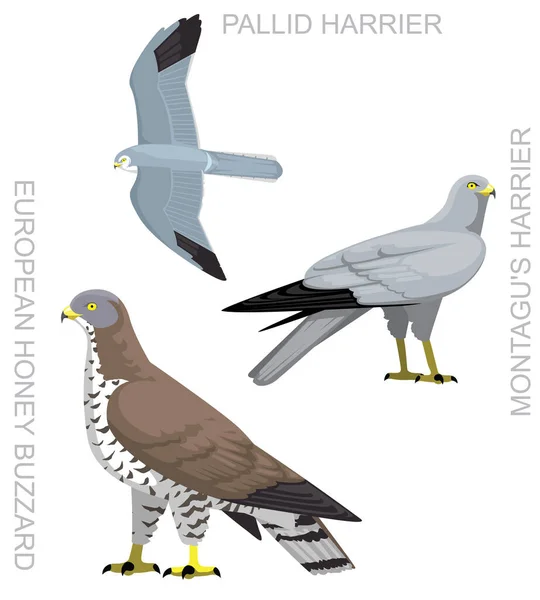 Mignon Oiseau Hawk Miel Européen Buzzard Harrier Set Vecteur Bande — Image vectorielle