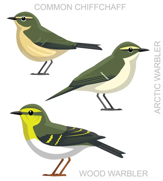 Carino Uccello Warbler Chiffchaff Set Cartone Animato Vettoriale — Vettoriale Stock