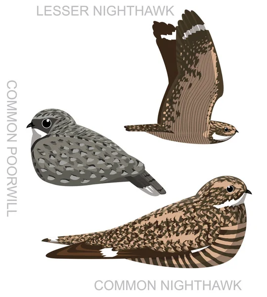 Cute Bird Nighthawk Nightjar Poorwill Set Cartoon Vector — Vetor de Stock