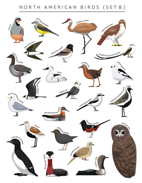 Noord Amerikaanse Vogels Set Cartoon Vector Karakter — Stockvector