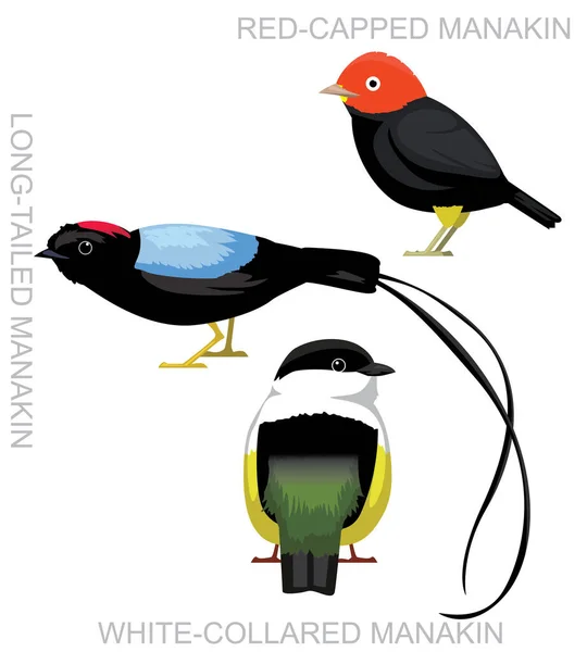 Conjunto Bonito Bird Manakin Cartoon Vector —  Vetores de Stock