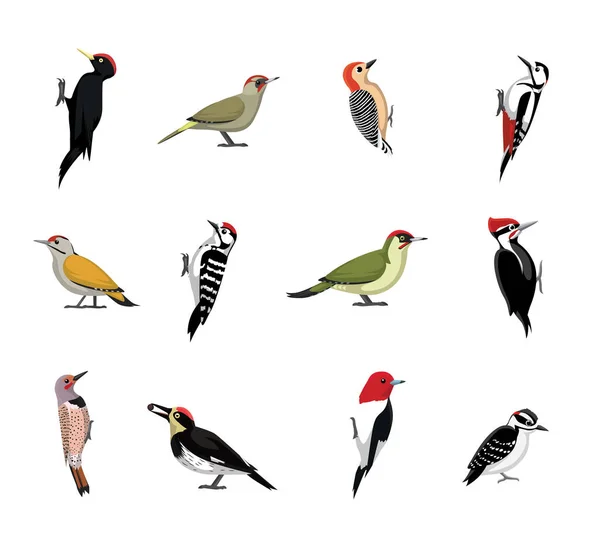 Lindo Vector Dibujos Animados Varias Especies Pájaros Carpinteros — Archivo Imágenes Vectoriales