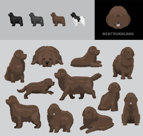 Dog Newfoundland การ นเวกเตอร ภาพวาดส ดการเปล ยนแปลงเส าตาล — ภาพเวกเตอร์สต็อก