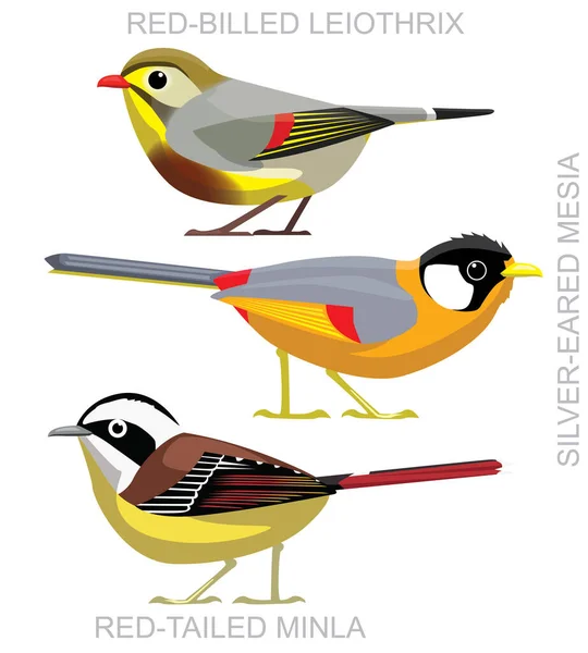 Lindo Pájaro Leiothrix Minla Mesia Set Vector Dibujos Animados — Vector de stock