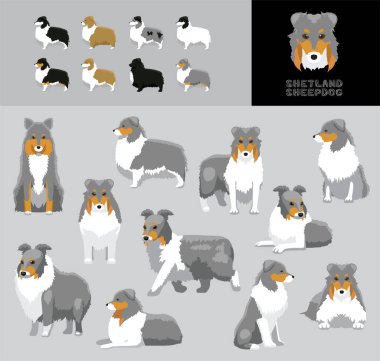 Köpek Shetland Çoban Köpeği Mavi Ceket Çizgi Filmi Vektör Çizim Renk Çeşitlemesi