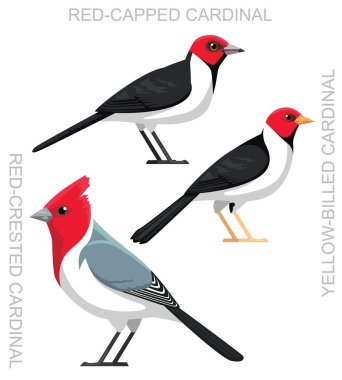 Şirin Kuş Kırmızı Kardinal Çizgi film Vektörü