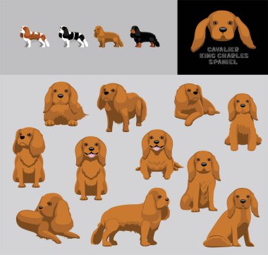 Köpek Şövalyesi Kral Charles Spaniel Sarışın Ceket Çizgi Filmi Vektör Renk Çeşitlemesi