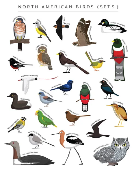 Nordamerikanische Vögel Set Cartoon Vector Character — Stockvektor