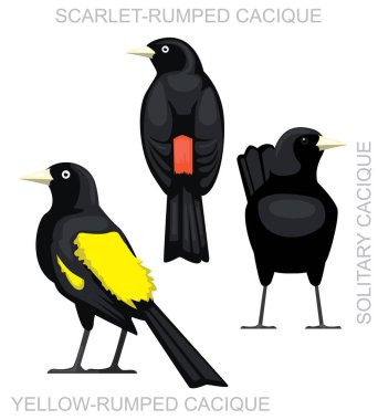 Şirin Kuş Cacique Set Çizgi Film Vektörü