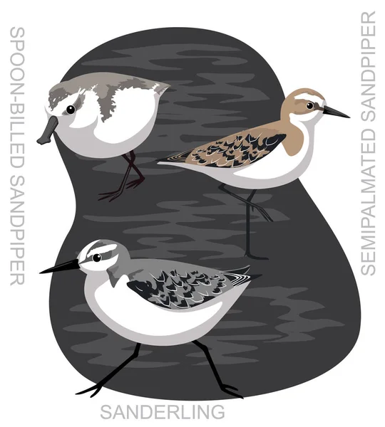 Pássaro Bonito Sandpiper Sanderling Set Cartoon Vector — Vetor de Stock