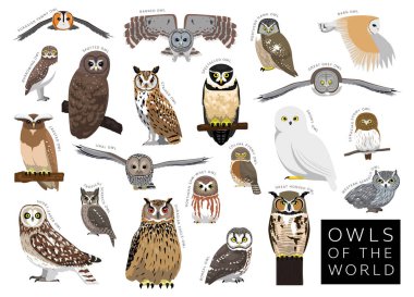 Dünya Çizgi Filmi Vektör Karakterinin Kuşları