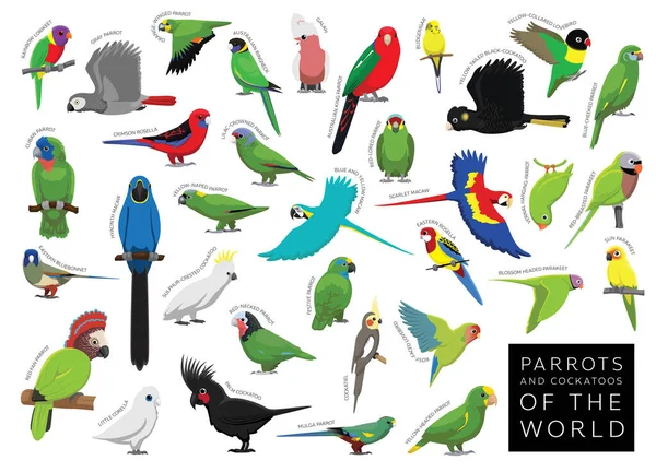 Vögel Papageien Und Kakadus Der Welt Setzen Cartoon Vector Character — Stockvektor