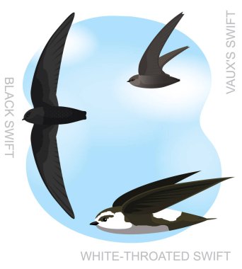 Şirin Kuş Siyah Swift Çizgi film Vektörü