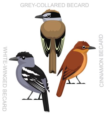 Şirin Kuş Becard Çizgi film Vektörü