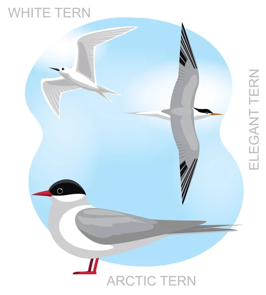 Niedliche Vogel Arktisseeschwalbe Set Cartoon Vector — Stockvektor