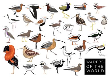 Dünya Sandpiper Keskin Nişancı Godwit Jacana Çizgi Film Vektör Karakteri