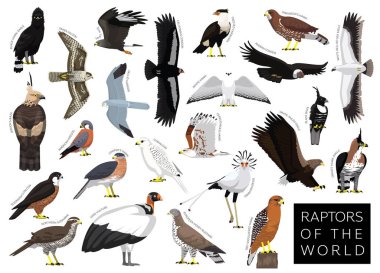 Birds Raptors of the World Hawk Eagle Vulture Buzzard Harrier Falcon Set Cartoon Vector Character clipart