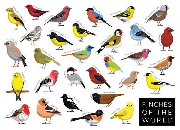 Stock vector Finches of the World Set Cartoon Vector Character