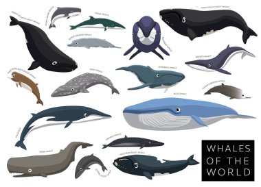 Whales of the World Set Cartoon Vector Character clipart